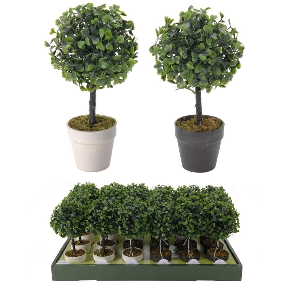 Boxwood Tree In Pot 2