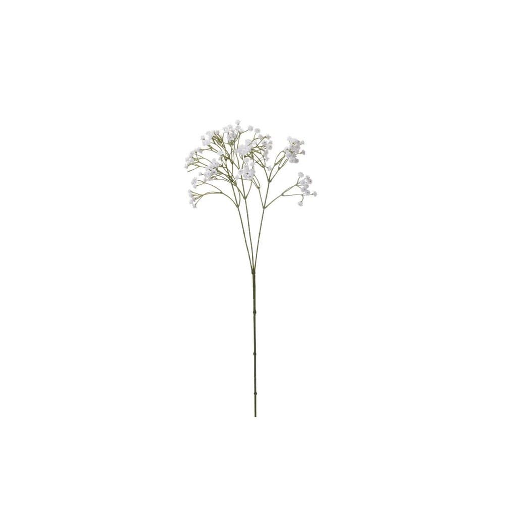 Plant Gypsophıla 68Cm  20 Gr 2Ass 2
