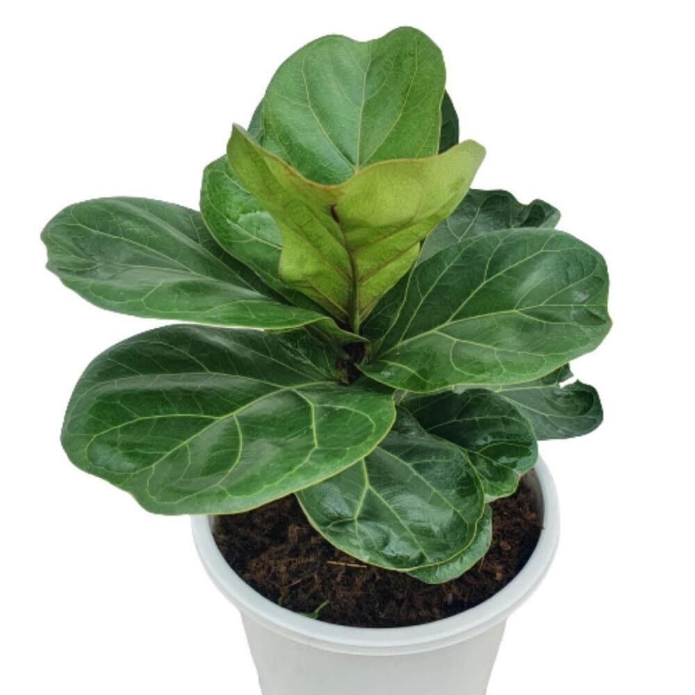 Artificial Plant 40cm - 0812 2