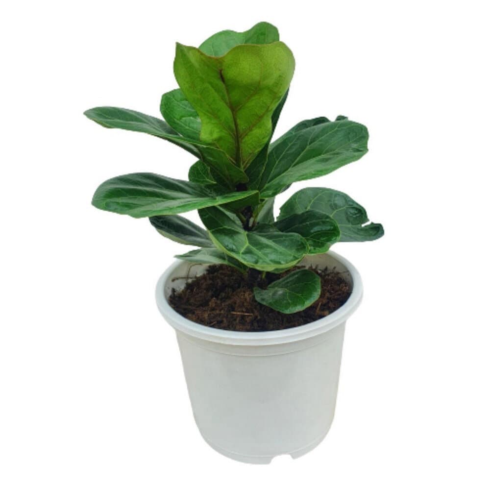 Artificial Plant 40cm - 0812