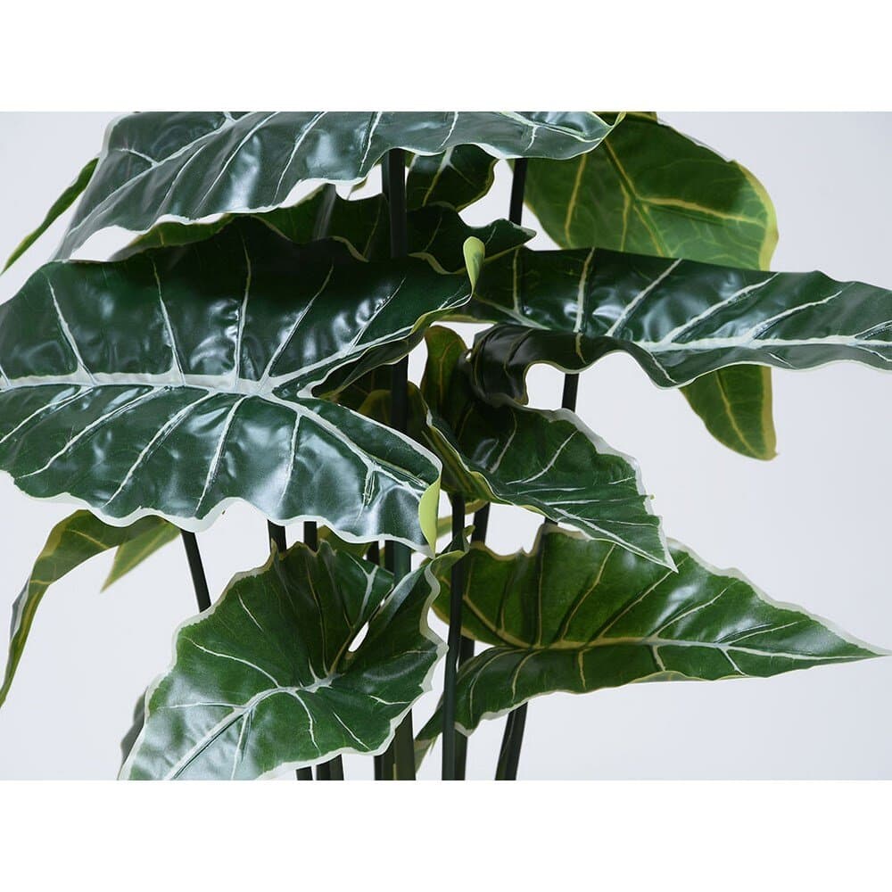 Plant Alocasıa In Pp Pot 80Cm 2