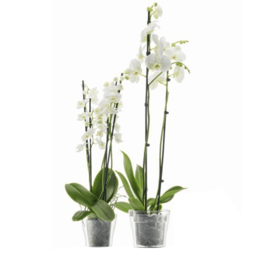 Elata Flower Pot 17 Transparent — photo 4