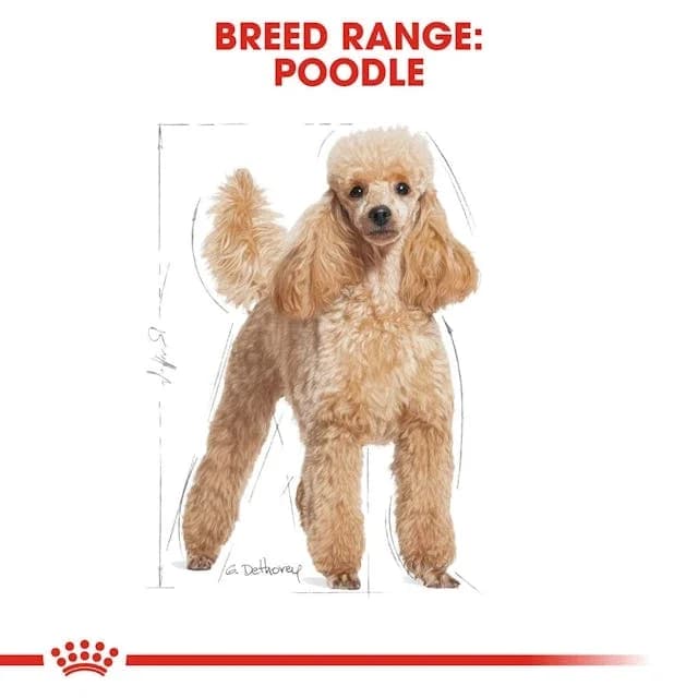 Poodle Adult - 1.5kg 3