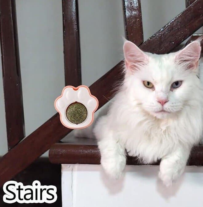 Catnip Ball 9