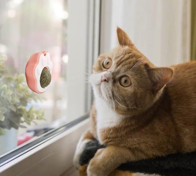 Catnip Ball 13