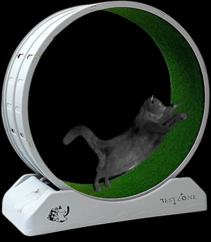 Cat Running Wheel - M