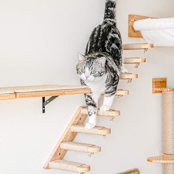 Cat Climbing Shelf 6
