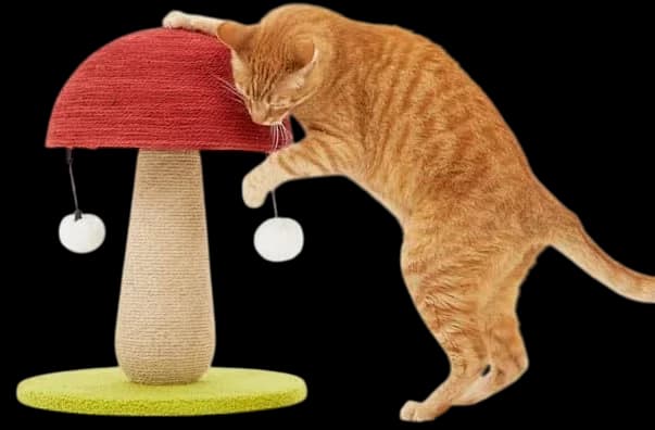 Cat Scratcher 5