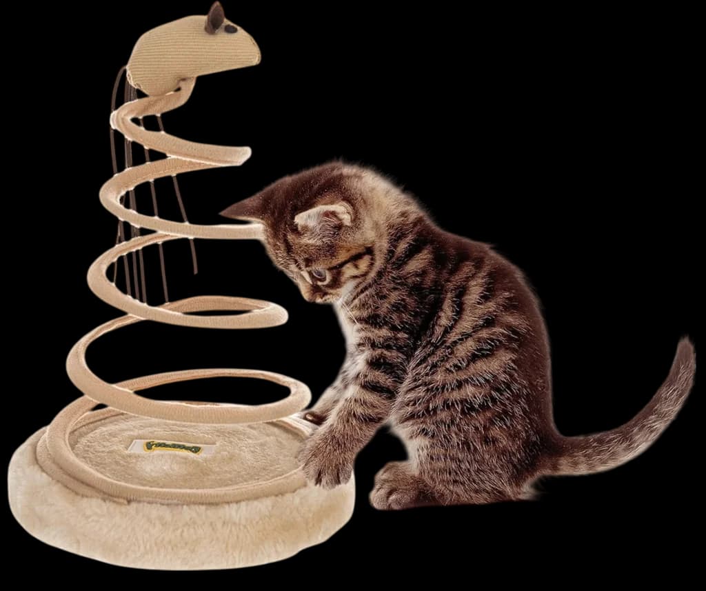 Cat toy spring 2