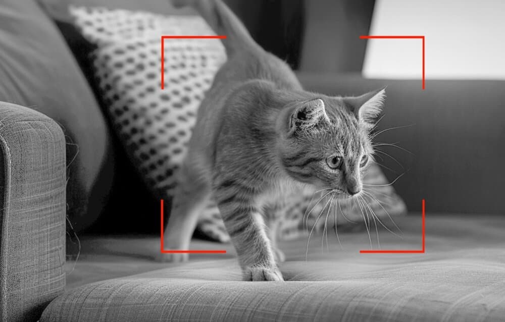 Smart Feeder with Camera 5