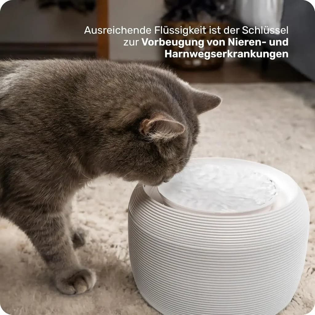 Water Fountain - 2.5L 6