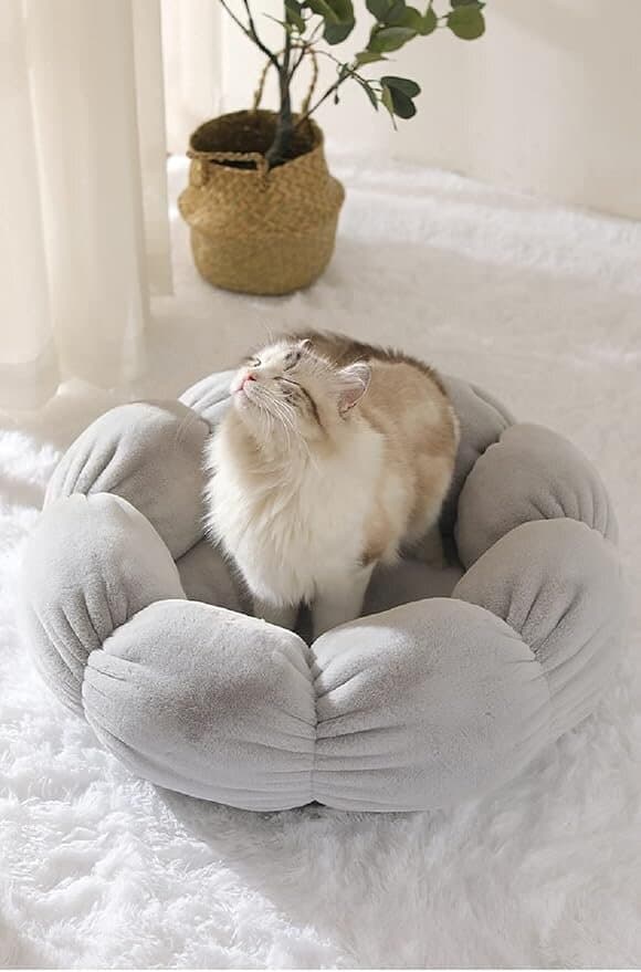 Pet Bed 2