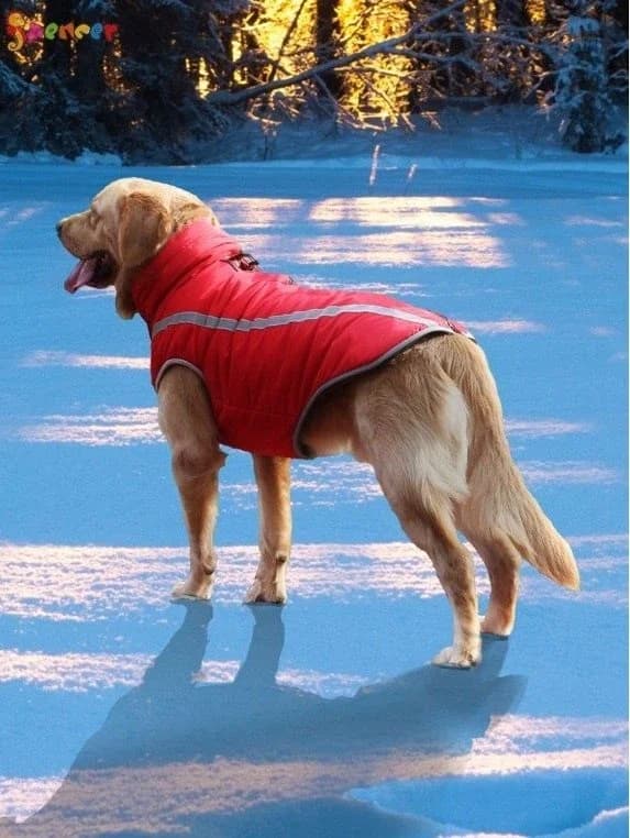 Dog Coat Jacket - XL​