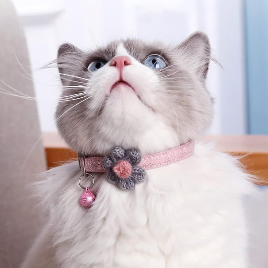 Collar 2