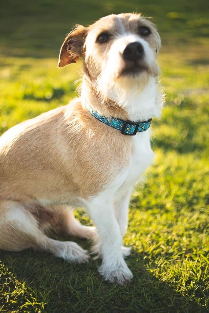 Collar - M​ 8