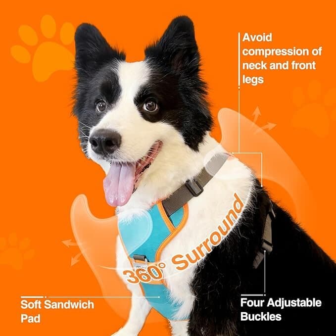 Harness with Leash 3