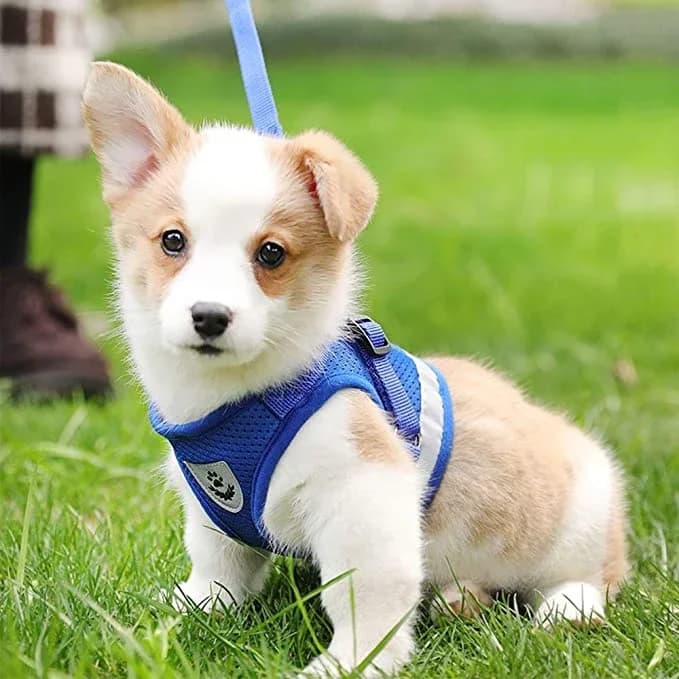 Leash & Harness - M​ 2