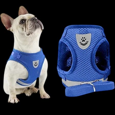 Leash & Harness - M​ 4