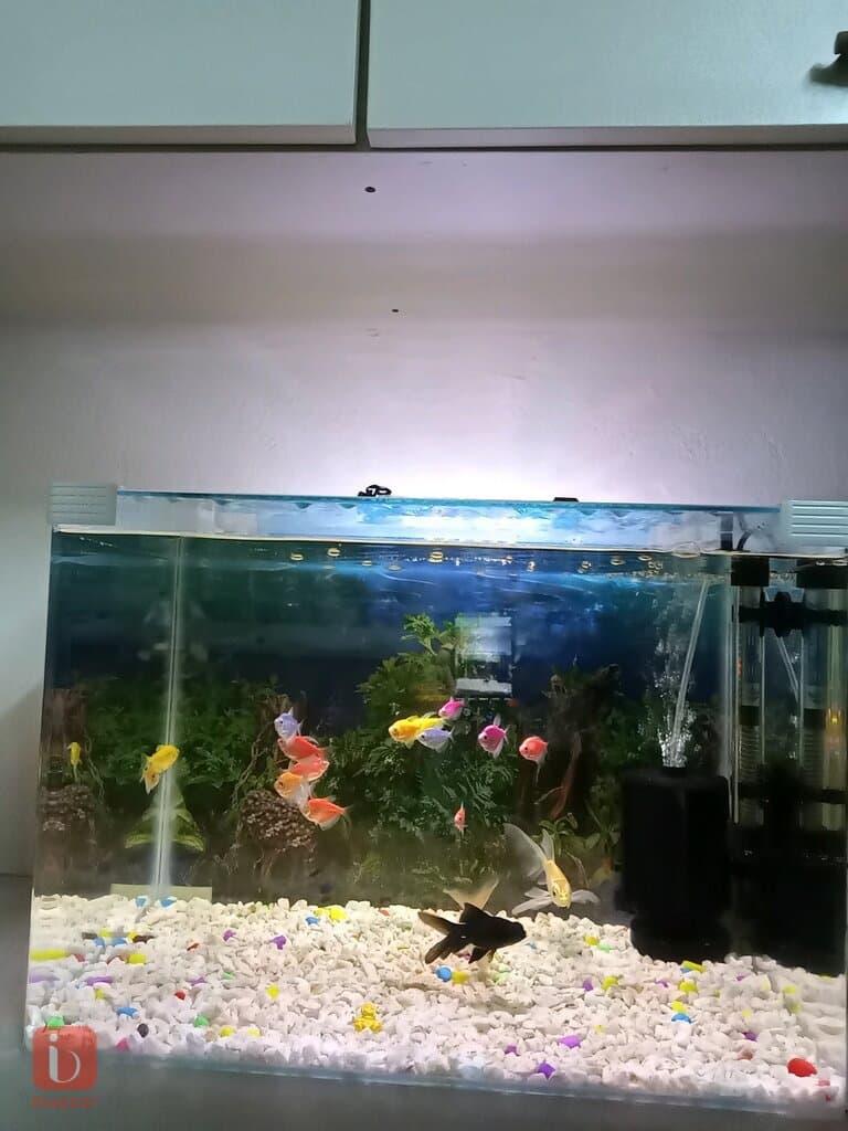 حەوزی ماسی 50سم پانی 32سم قوڵی 35سم بەرزی 17 ماسی