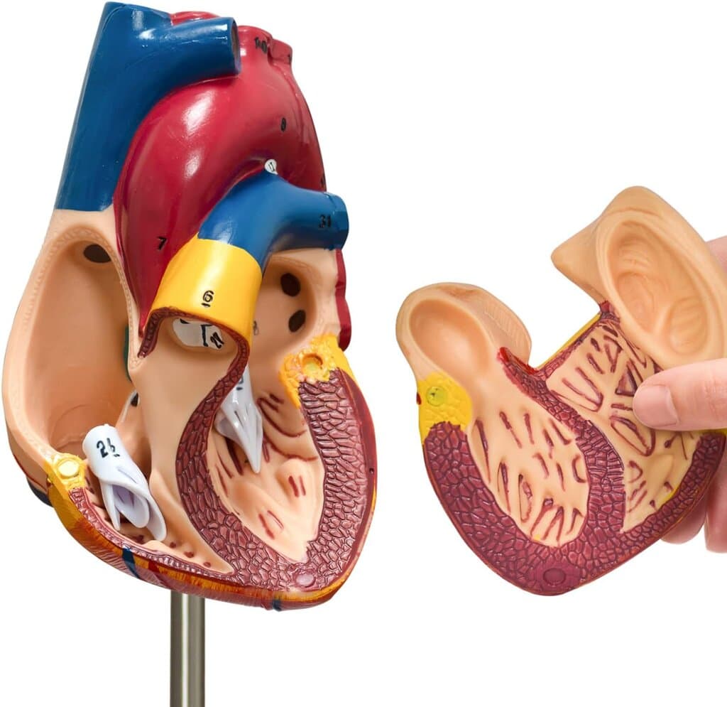 Heart Model, 2-Part Deluxe Life-Size Human Heart Model 2