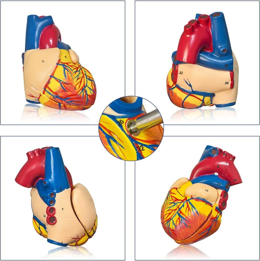 Heart Model, 2-Part Deluxe Life-Size Human Heart Model 3