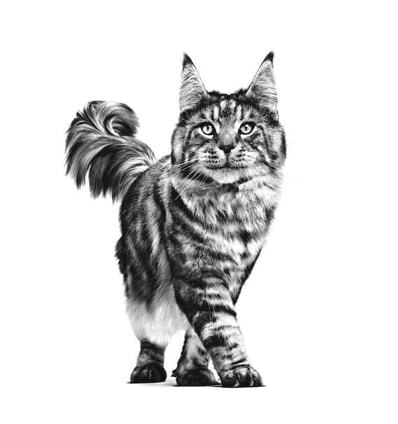 Royal Canin cat Hepatic 2Kg 2