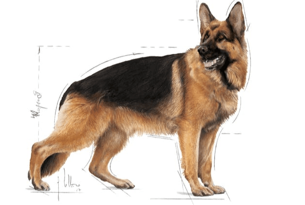 Royal Canin Maxi Adult 18Kg 3