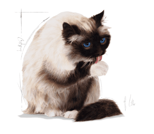 Royal Canin Hairball Care 2Kg 4