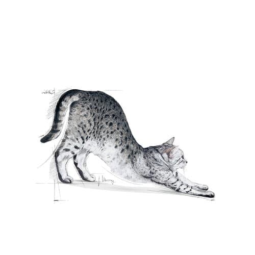 Royal Canin Indoor 2Kg 3