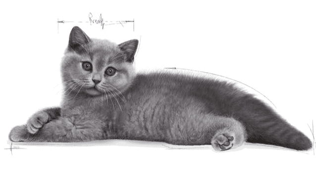 Royal Canin British Shorthair Kitten 2Kg 3