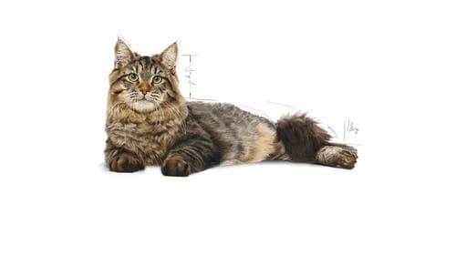 Royal Canin Urinary Care 2Kg 3