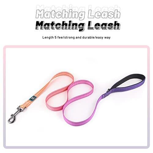Leash & Collar - S 2