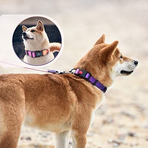 Leash & Collar - S 5