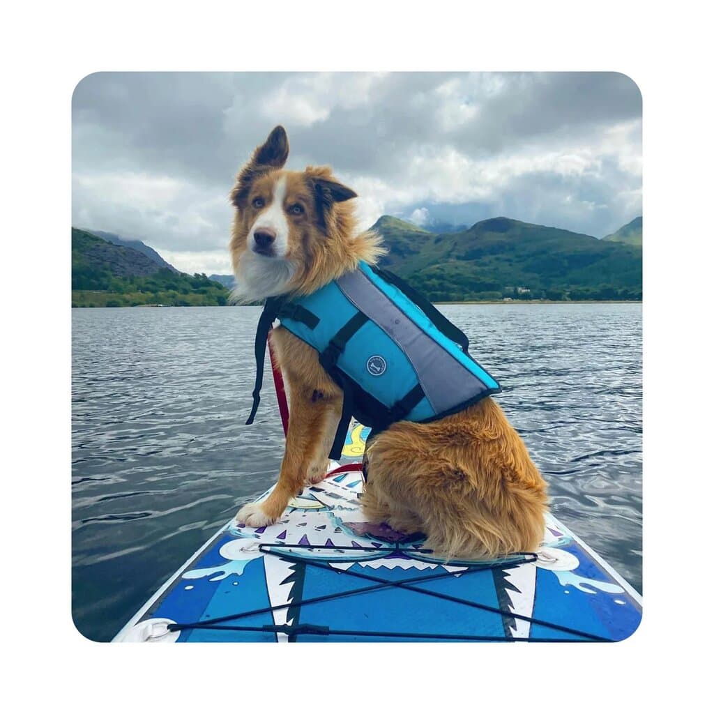 Vivaglory Dog Life Jackets Safety Vest L 3
