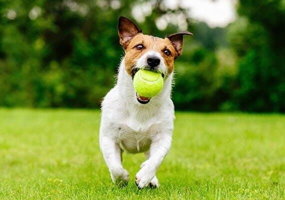 Tennis Ball Thrower 2