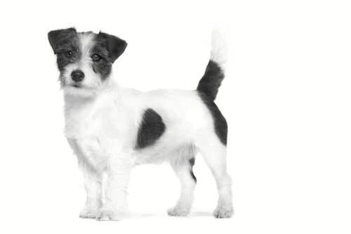 Royal Canin Urinary S/O - 1.5Kg 4
