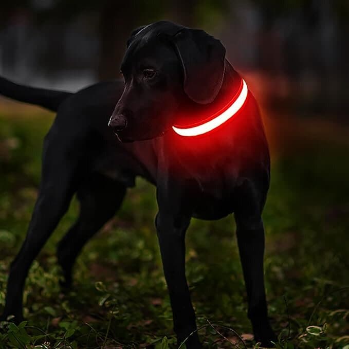 MASBRILL LED Collar - L 2