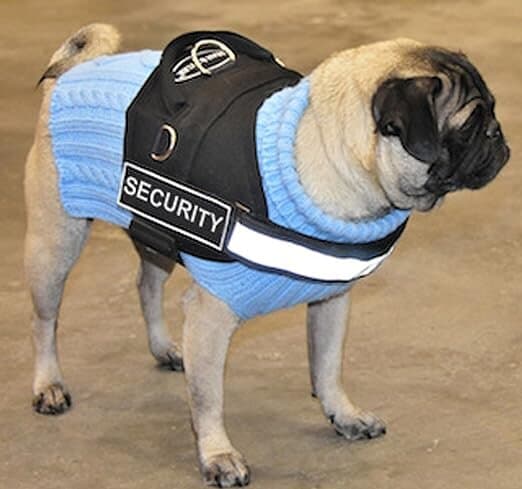 Dog Harness - XL 2