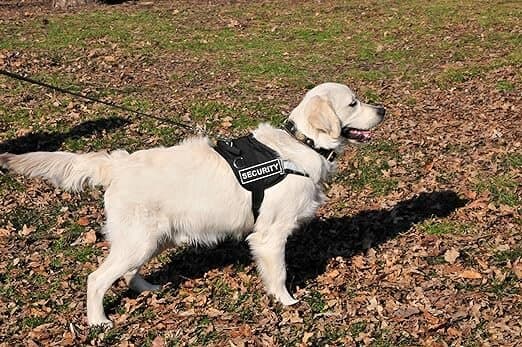 Dog Harness - L 4