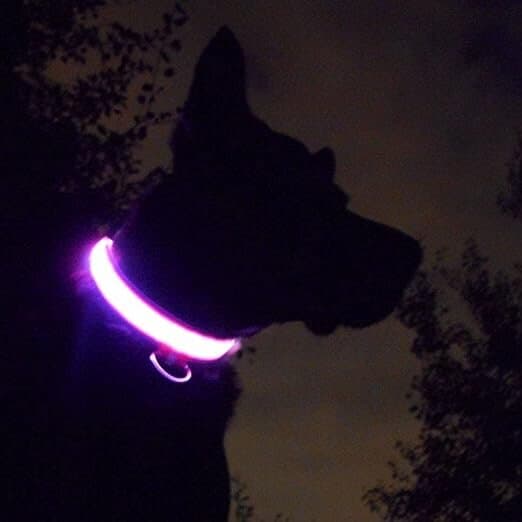 LED Dog Leash - S 3