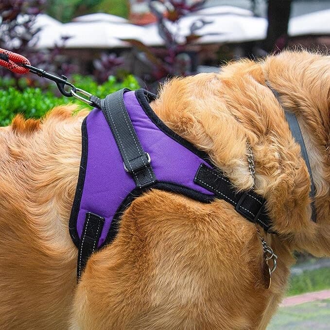 Dog Harness - XS 3