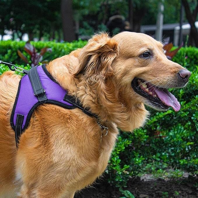 Dog Harness - S 4