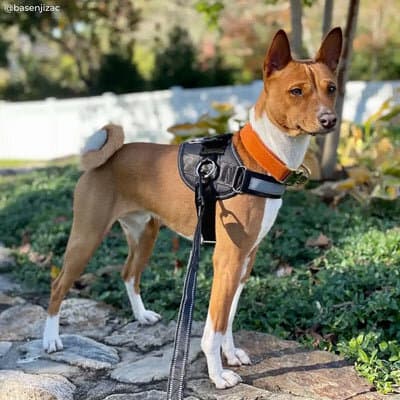 K9 Harness - XL 2