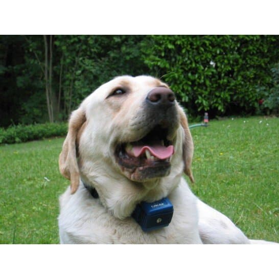 ANTI-Bark Collar 2