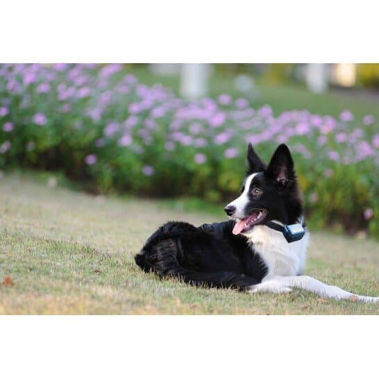 ANTI-Bark Collar 3