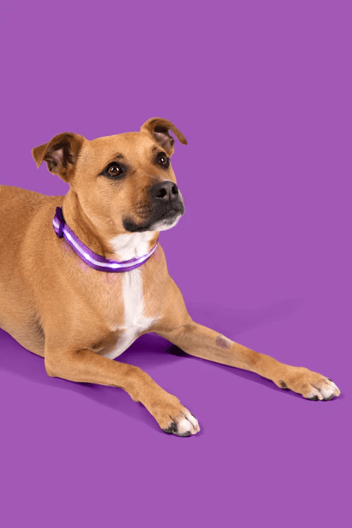 Safety LED Dog Leash 5