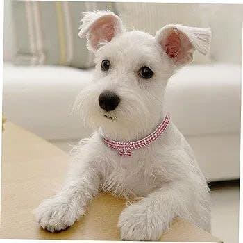 Luxury Collar - S 3