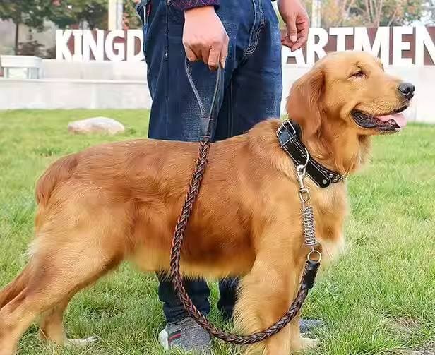 Leash & Collar - L 2