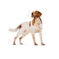 Royal Canin Medium Adult - 18Kg 2