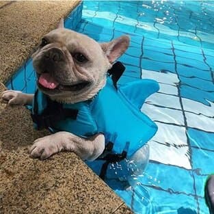 Dog Life Jackets - S 4